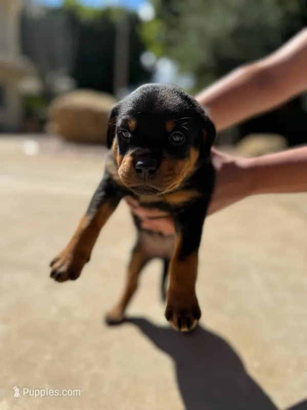 Jasmine  – Rottweiler puppy for sale in Chatsworth, CA