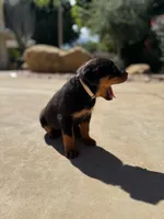 Jasmine , a female Rottweiler for sale in Chatsworth, CA – Photo 4 of 6