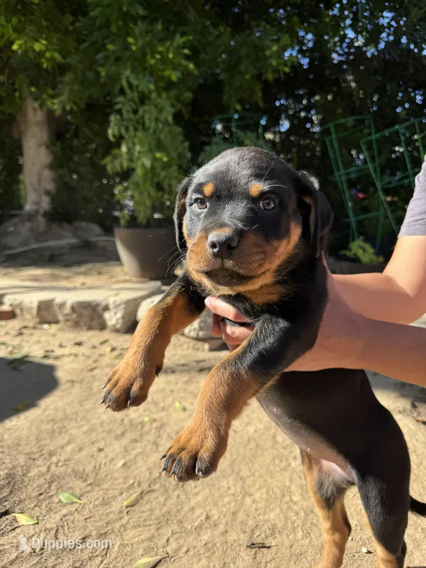 Jasmine  – Rottweiler puppy for sale in Chatsworth, CA