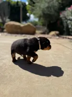 Jasmine , a female Rottweiler for sale in Chatsworth, CA – Photo 3 of 6