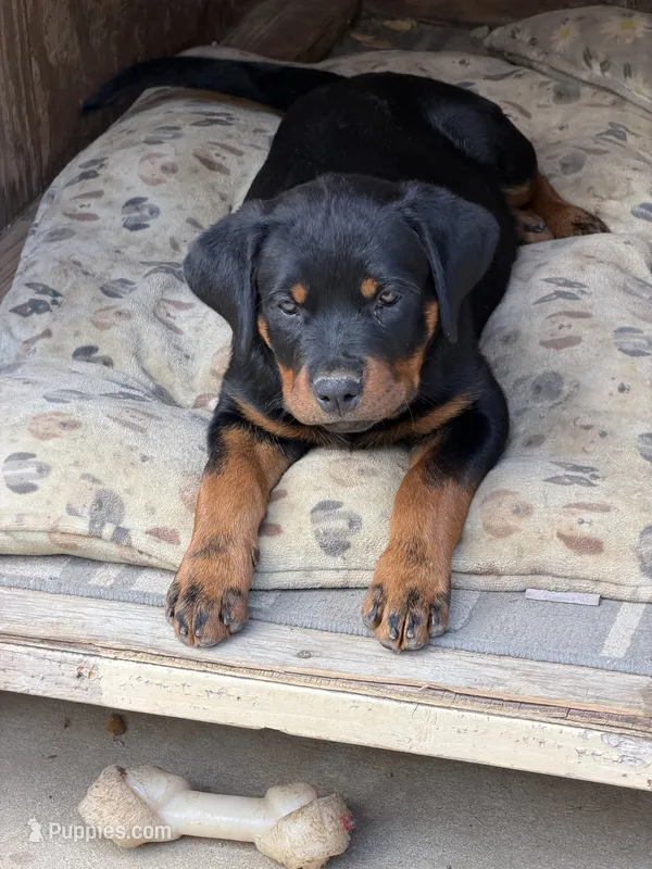 Lily – Rottweiler puppy for sale in Chatsworth, CA