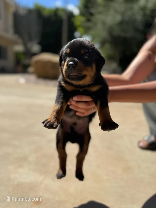 Rambo – Rottweiler puppy for sale in Chatsworth, CA