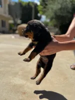 Rambo, a male Rottweiler for sale in Chatsworth, CA – Photo 2 of 5