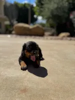 Rambo, a male Rottweiler for sale in Chatsworth, CA – Photo 3 of 5