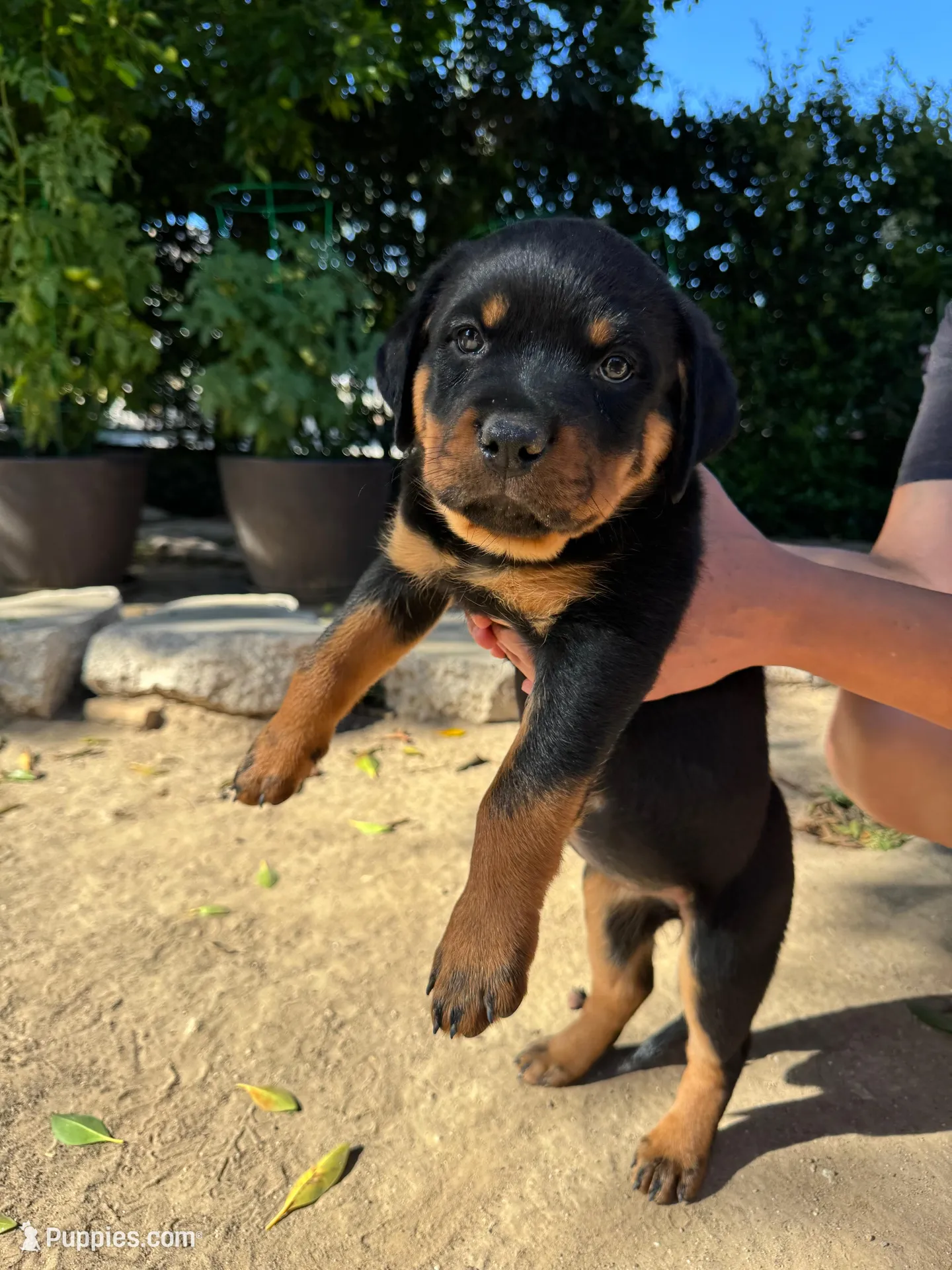 Lily, a female Rottweiler for sale in Chatsworth, CA – 2 of 8