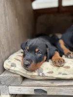Jasmine , a female Rottweiler for sale in Chatsworth, CA – 4 of 10