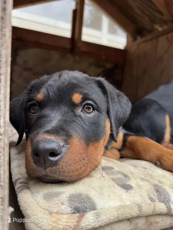 Jasmine  – Rottweiler puppy for sale in Chatsworth, CA