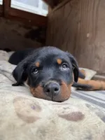 Rose, a female Rottweiler for sale in Chatsworth, CA – 3 of 10