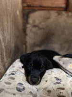 Tulip , a female Rottweiler for sale in Chatsworth, CA – 4 of 9