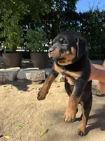 Lily, a female Rottweiler for sale in Chatsworth, CA – 3 of 9