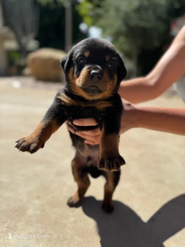 Rocky – Rottweiler puppy for sale in Chatsworth, CA