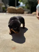Rocky, a male Rottweiler for sale in Chatsworth, CA – Photo 3 of 5