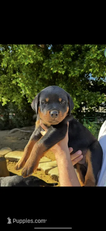 Rocky – Rottweiler puppy for sale in Chatsworth, CA