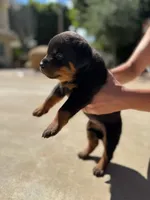Rocky, a male Rottweiler for sale in Chatsworth, CA – Photo 2 of 5