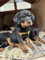 Lily, a female Rottweiler for sale in Chatsworth, CA – 1 of 8