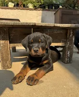 Tulip , a female Rottweiler for sale in Chatsworth, CA – 1 of 9