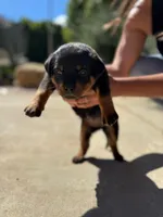 Lily, a female Rottweiler for sale in Chatsworth, CA – 5 of 8