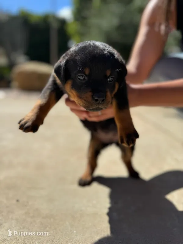 Lily – Rottweiler puppy for sale in Chatsworth, CA