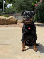 Lily, a female Rottweiler for sale in Chatsworth, CA – Photo 1 of 2