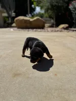 Lily, a female Rottweiler for sale in Chatsworth, CA – 6 of 8