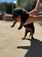 Lily, a female Rottweiler for sale in Chatsworth, CA – 4 of 8