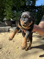Lily, a female Rottweiler for sale in Chatsworth, CA – 2 of 9