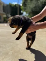 Tulip , a female Rottweiler for sale in Chatsworth, CA – Photo 2 of 6