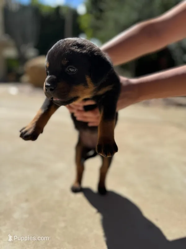 Tulip  – Rottweiler puppy for sale in Chatsworth, CA