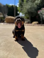 Tulip , a female Rottweiler for sale in Chatsworth, CA – Photo 4 of 6
