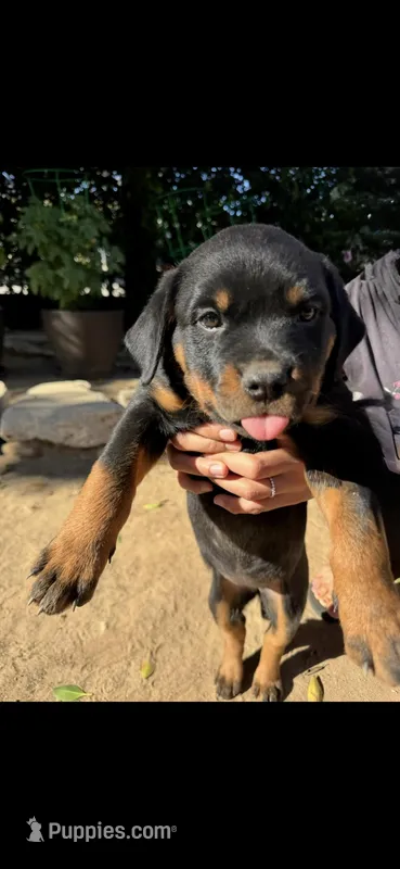 Tulip  – Rottweiler puppy for sale in Chatsworth, CA