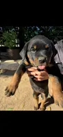 Tulip , a female Rottweiler for sale in Chatsworth, CA – 2 of 9