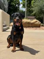 Tulip , a female Rottweiler for sale in Chatsworth, CA – Photo 6 of 6