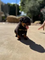 Tulip , a female Rottweiler for sale in Chatsworth, CA – Photo 3 of 6