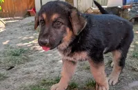 German Shepard , a male German Shepherd Dog for sale in Salem, NE – 1 of 1