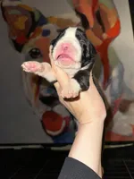 Mookie, a female Boxer for sale in Buford, GA – Photo 2 of 2