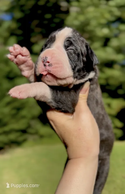 Beautiful – Boxer puppy for sale in Buford, GA