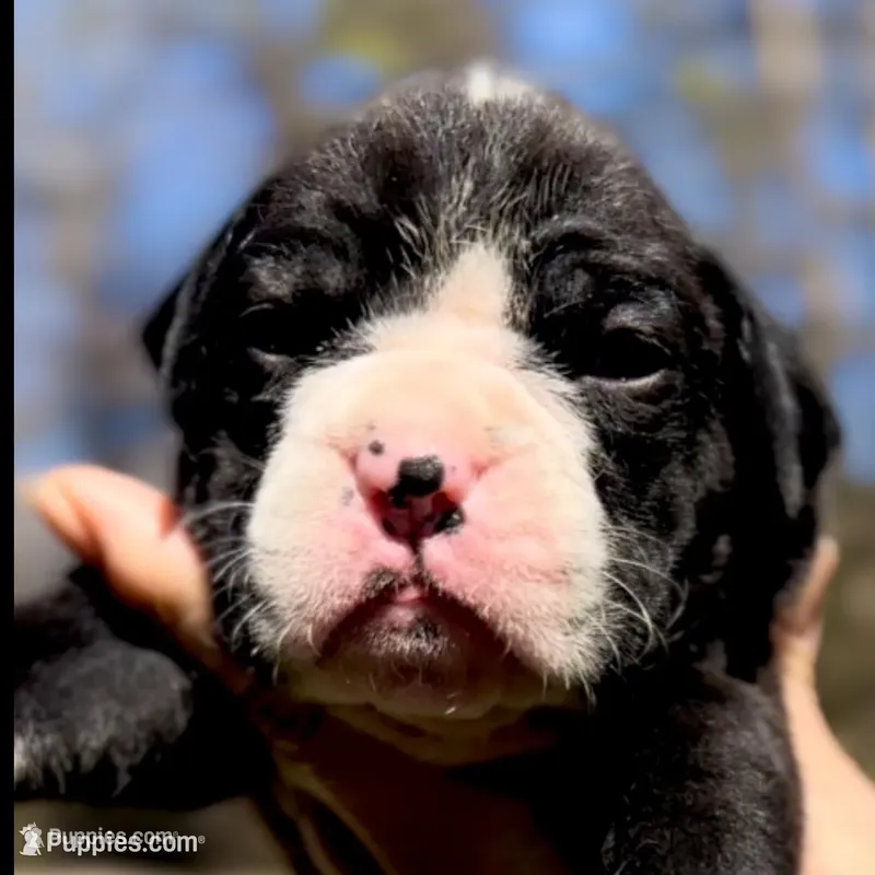Sophie – Boxer puppy for sale in Buford, GA
