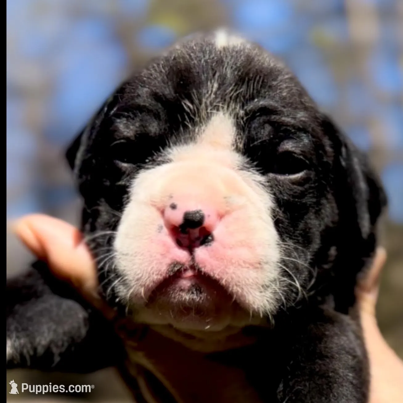 Sophie – Boxer puppy for sale in Buford, GA