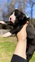 Sophie, a female Boxer for sale in Buford, GA – 2 of 2