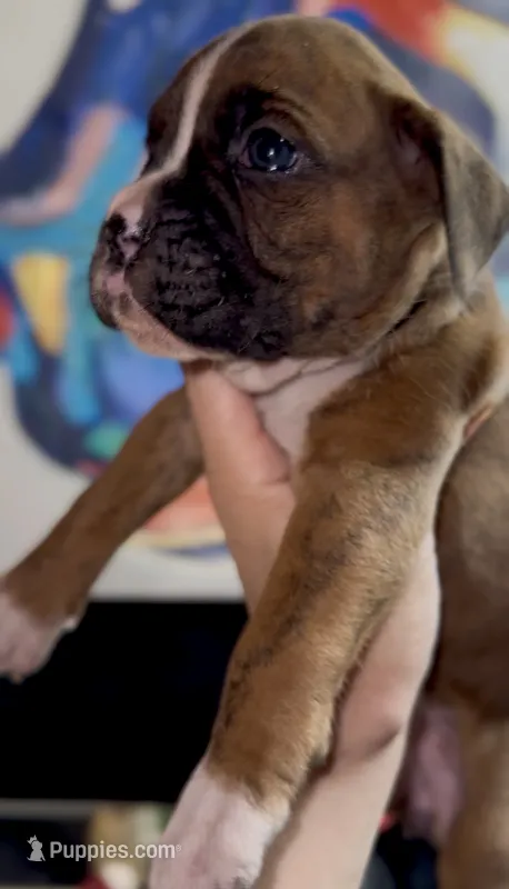 Lala Girl – Boxer puppy for sale in Buford, GA