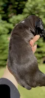 Beautiful, a female Boxer for sale in Buford, GA – 3 of 3