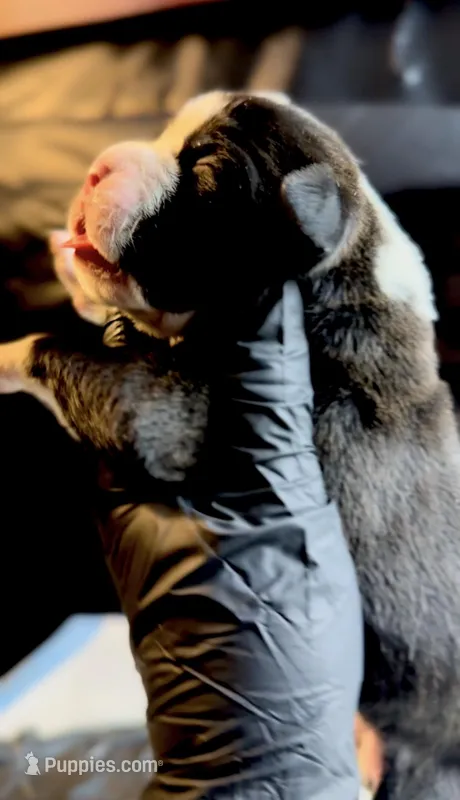 Oreo, a female Boxer for sale in Buford, GA – Photo 1 of 1