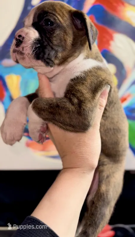 Chacha Girl – Boxer puppy for sale in Buford, GA