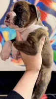 Chacha Girl, a female Boxer for sale in Buford, GA – 1 of 1