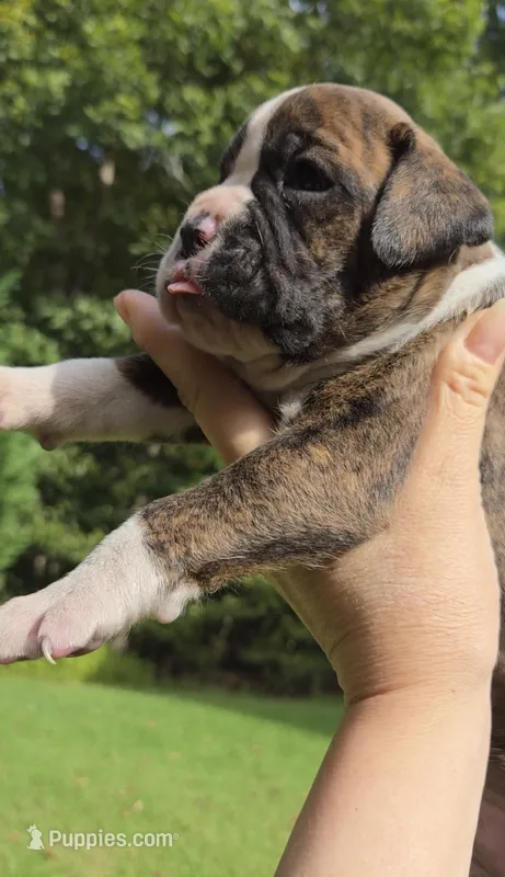 Lala Girl – Boxer puppy for sale in Buford, GA