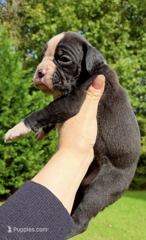 Sugar Face – Boxer puppy for sale in Buford, GA
