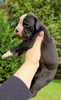 Sugar Face, a female Boxer for sale in Buford, GA – 1 of 1