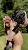 Beautiful, a female Boxer for sale in Buford, GA – 2 of 3
