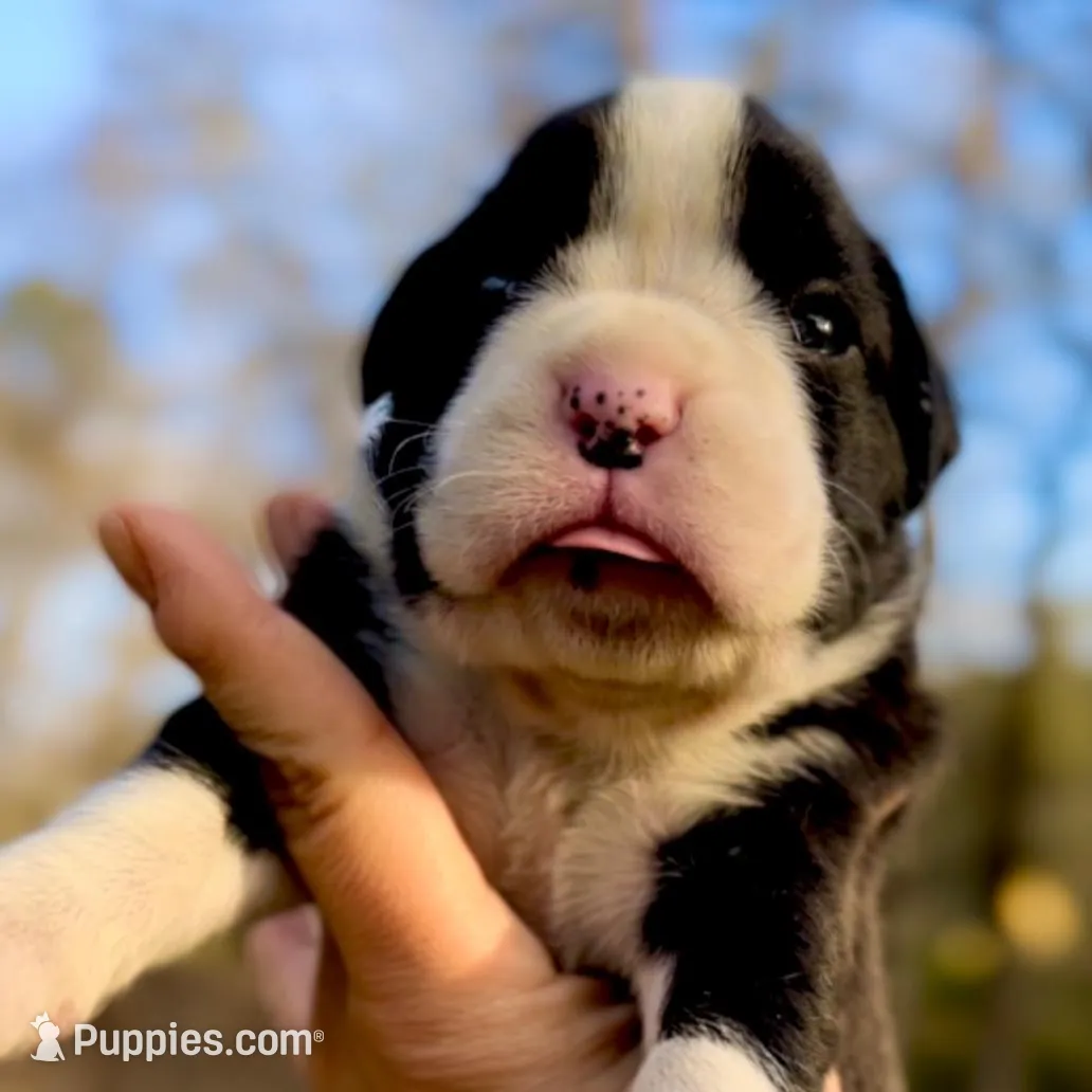 Mookie – Boxer puppy for sale in Buford, GA