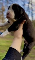 Mookie, a female Boxer for sale in Buford, GA – 2 of 3